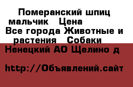 Померанский шпиц мальчик › Цена ­ 30 000 - Все города Животные и растения » Собаки   . Ненецкий АО,Щелино д.